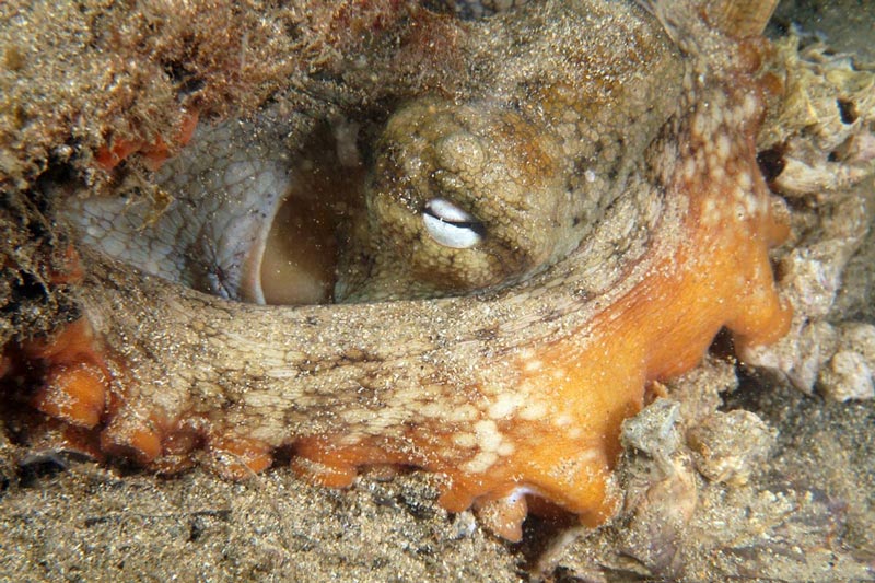 Intertidal and subtidal survey and monitoring