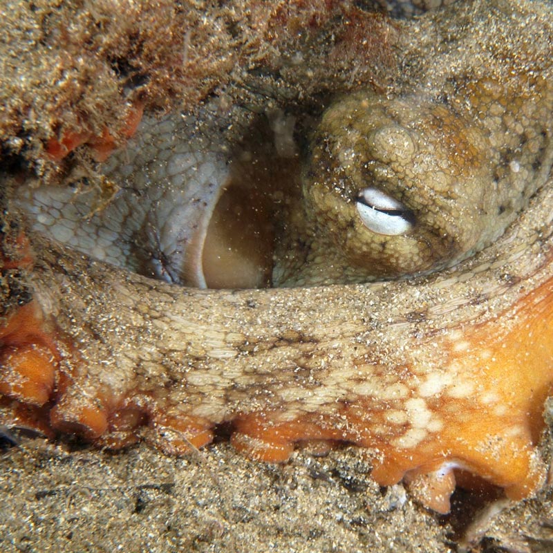 TC Environmental - Octopus