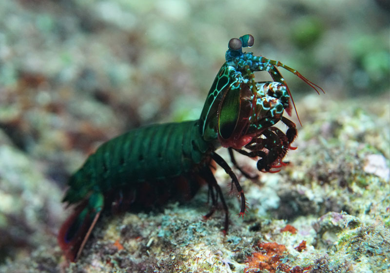TC Environmental - Peacock Shrimp